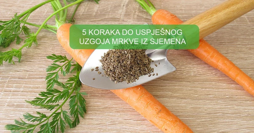 5 koraka do uspješnog uzgoja mrkve iz sjemena 5 koraka do uspješnog uzgoja mrkve iz sjemena