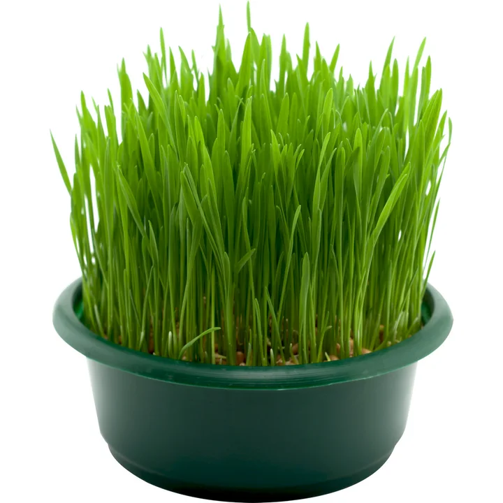 Sjeme povrća GREEN GARDEN BOŽIĆNA PŠENICA 100g-1