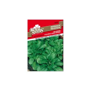 Sjeme povrća ROYAL SEEDS 230 MATOVILAC HOLANDSKI