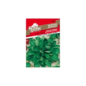 Sjeme povrća ROYAL SEEDS 234 MATOVILAC VERTE DE CAMBRAI (TIP ŽLIČAR)