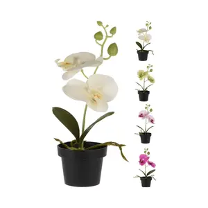 Orhideja u tegli 25 cm sort